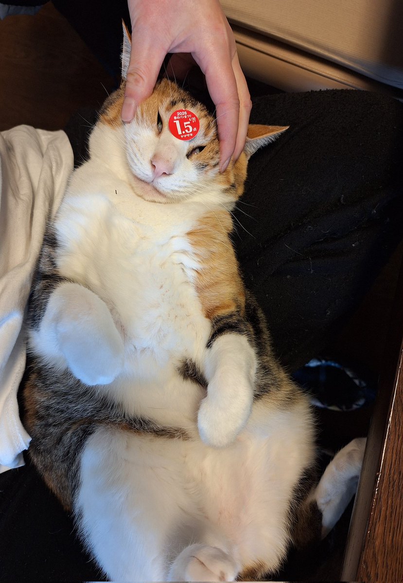 kawaii_nekoniko's tweet image. 1.5点マン