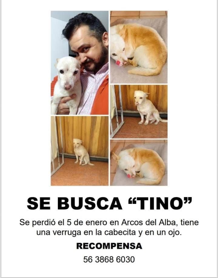 Se sigue buscando a Tino, por favor 🙏🏻 ayuden con su RT y ❤️ para que regrese. Se le vió la última vez por Perinorte-Edomex. Es asustadizo, enfermito y viejito. 🥺🐶 <a href="/Mr_Civico/">🎙️ ᗰᖇ. ᑕíᐯIᑕO ®🇲🇽₿ ✖️</a> <a href="/HELA_MORE/">𝙷𝚎𝚕𝚊 𝙼𝚘𝚛𝚎 🐶</a> <a href="/VekaDuncan/">Veka Duncan</a> <a href="/amarillomango/">Horacio Acosta</a> <a href="/AlmasDeLaCalle/">Almas De La Calle</a> <a href="/juanomarfierro/">Juan Omar Fierro</a> <a href="/lacajadecereal/">Juan Pablo Lozano</a> <a href="/LaurieSarro300/">Laurie Fake Experta en Sarampión (Parodia)</a>