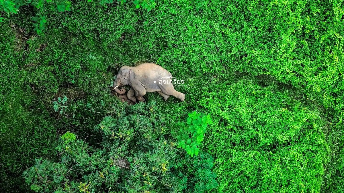 actinsama's tweet image. สู่ภพภูมิที่ดีนะ #สีดอหูพับ #หูพับ 🤍

โดนวางยาสลบทั้งที่อ้อยยังคาปาก สุดท้ายน้องล้ม แล้วใครหน้าไหนมารับผิดชอบบ้าง!?

น่าเศร้าที่ชีวิตต้องสูญสิ้นในมือของคนที่มีหน้าที่ต้องปกป้องคุ้มครองตัวเองแท้ๆ

อยากให้น้องได้กลับป่า คลุกโคลน ใช้ชีวิตได้อิสระเหมือนเคย แต่วันนั้น ไม่มีอีกแล้ว 😢