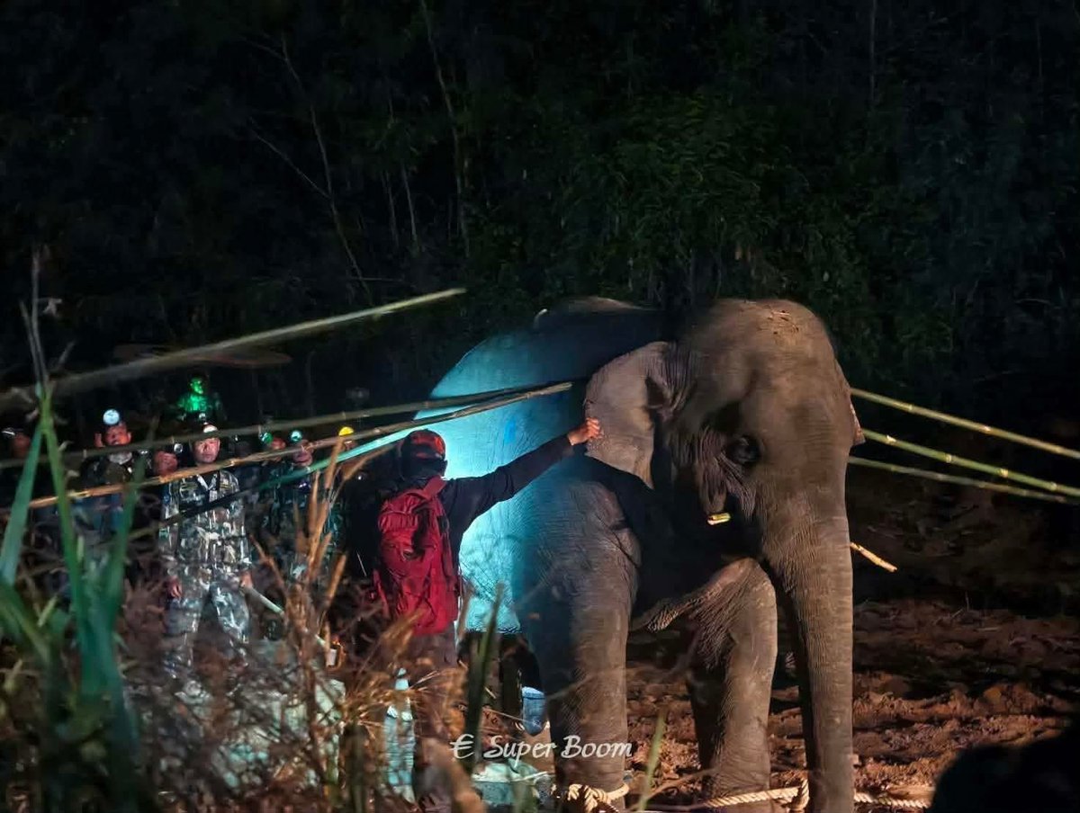 actinsama's tweet image. สู่ภพภูมิที่ดีนะ #สีดอหูพับ #หูพับ 🤍

โดนวางยาสลบทั้งที่อ้อยยังคาปาก สุดท้ายน้องล้ม แล้วใครหน้าไหนมารับผิดชอบบ้าง!?

น่าเศร้าที่ชีวิตต้องสูญสิ้นในมือของคนที่มีหน้าที่ต้องปกป้องคุ้มครองตัวเองแท้ๆ

อยากให้น้องได้กลับป่า คลุกโคลน ใช้ชีวิตได้อิสระเหมือนเคย แต่วันนั้น ไม่มีอีกแล้ว 😢