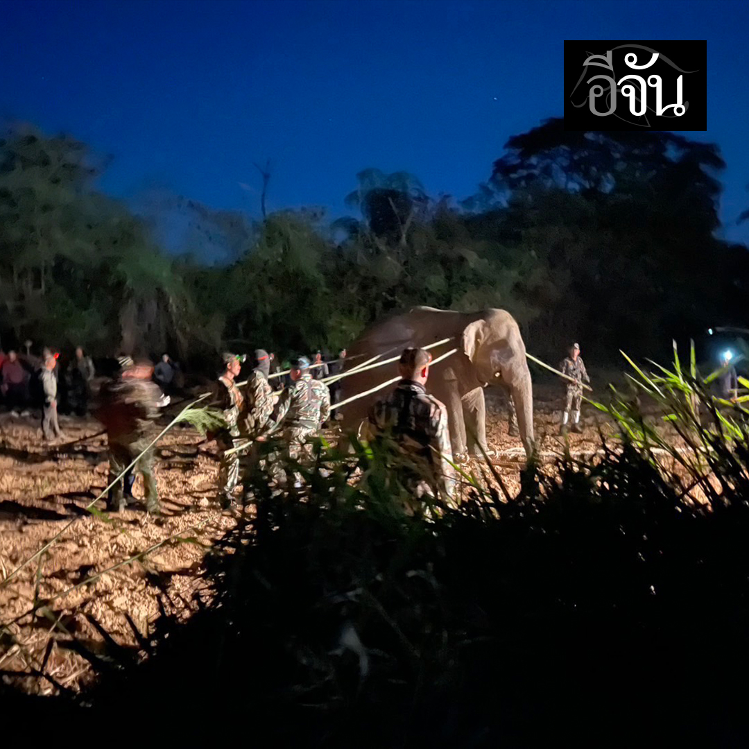 สะเทือนใจมากค่ะ
เมื่อทราบข่าว
สีดอ “หูพับ” ทรุดล้มระหว่างเคลื่อนย้าย
ตอนนี้เจ้าหน้าที่เร่งหาสาเหตุ

เป็นข่าวเศร้าสำหรับคนรักช้างที่ไม่มีใครอยากให้เกิด

การเคลื่อนย้าย “สีดอหูพับ” ช้างป่าเพศผู้ เพื่อส่งกลับสู่แหล่งที่อยู่อาศัยและเข้าสู่กระบวนการฟื้นฟูเมื่อคืนนี้