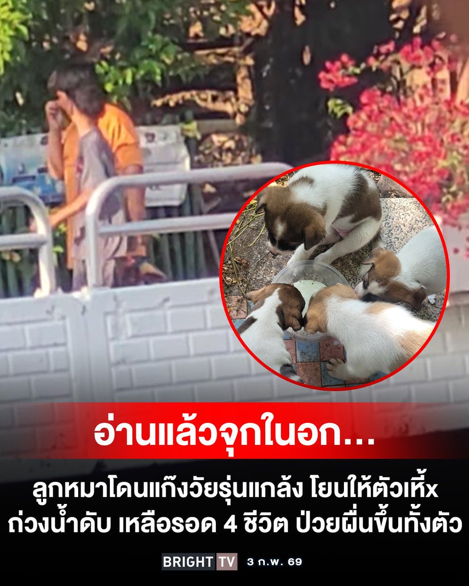 🎀🐰🌹🐻🐸🐶🐈‍⬛🐬 tweet media