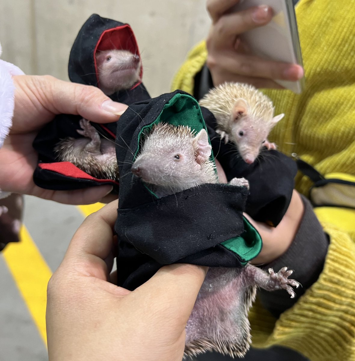 ヒメハリ✾むくみくん tweet media