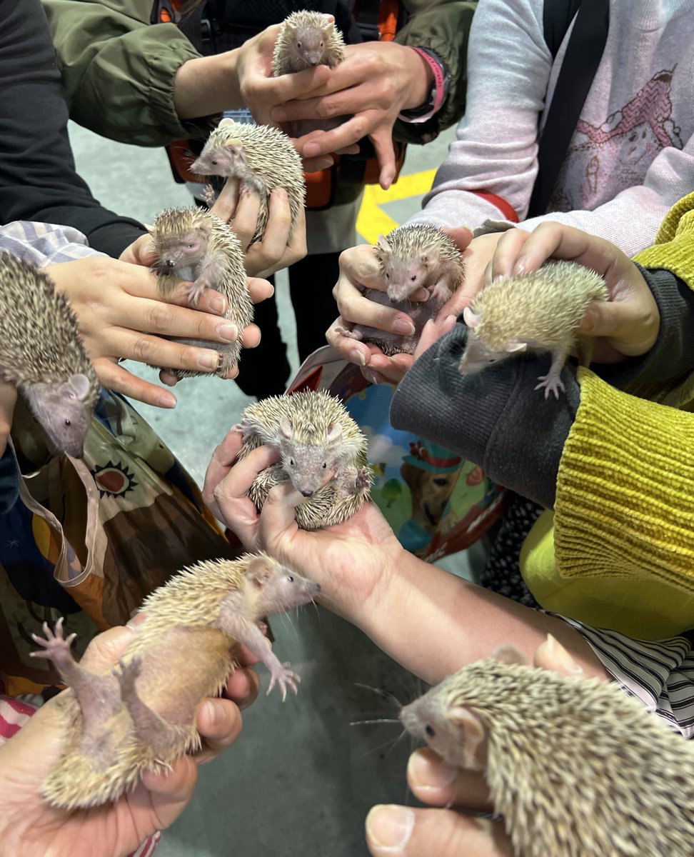 ヒメハリ✾むくみくん tweet media