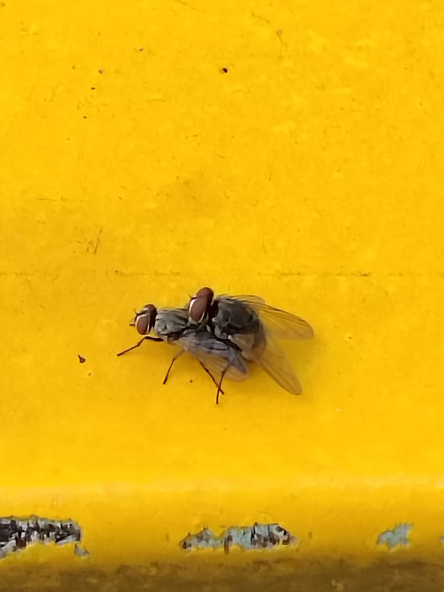 Luki_1997's tweet photo. I just caught these two love-flies in a sticky situation! ๐ชฐ๐ Talk about getting stuck on each other. Wonder if they'll buzz off together? ๐ #FlyLove https://t.co/0kcQBctyFx