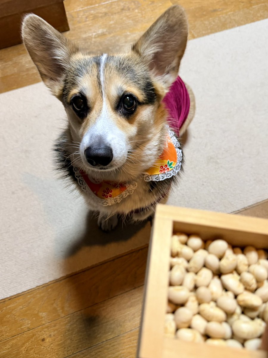 黒コーギーのロボさん (@juntan911rsr) / Posts / X