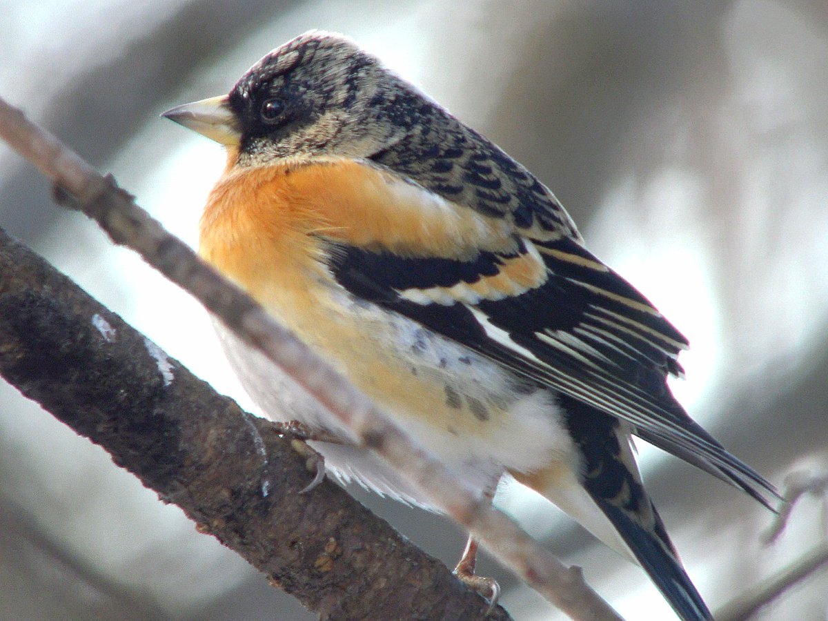 日曜日は蓼科の野鳥が餌台にあつまる宿に１泊しました。餌付けの野鳥写真はカメラマンのエゴということも有り嫌われるのは理解しますが、脚が不自由で山道を歩いて撮影とかできませんので、正直このような所はありがたいです。