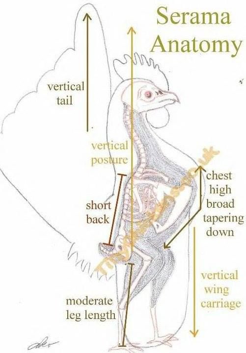 Gagor the Investor of Pain tweet media