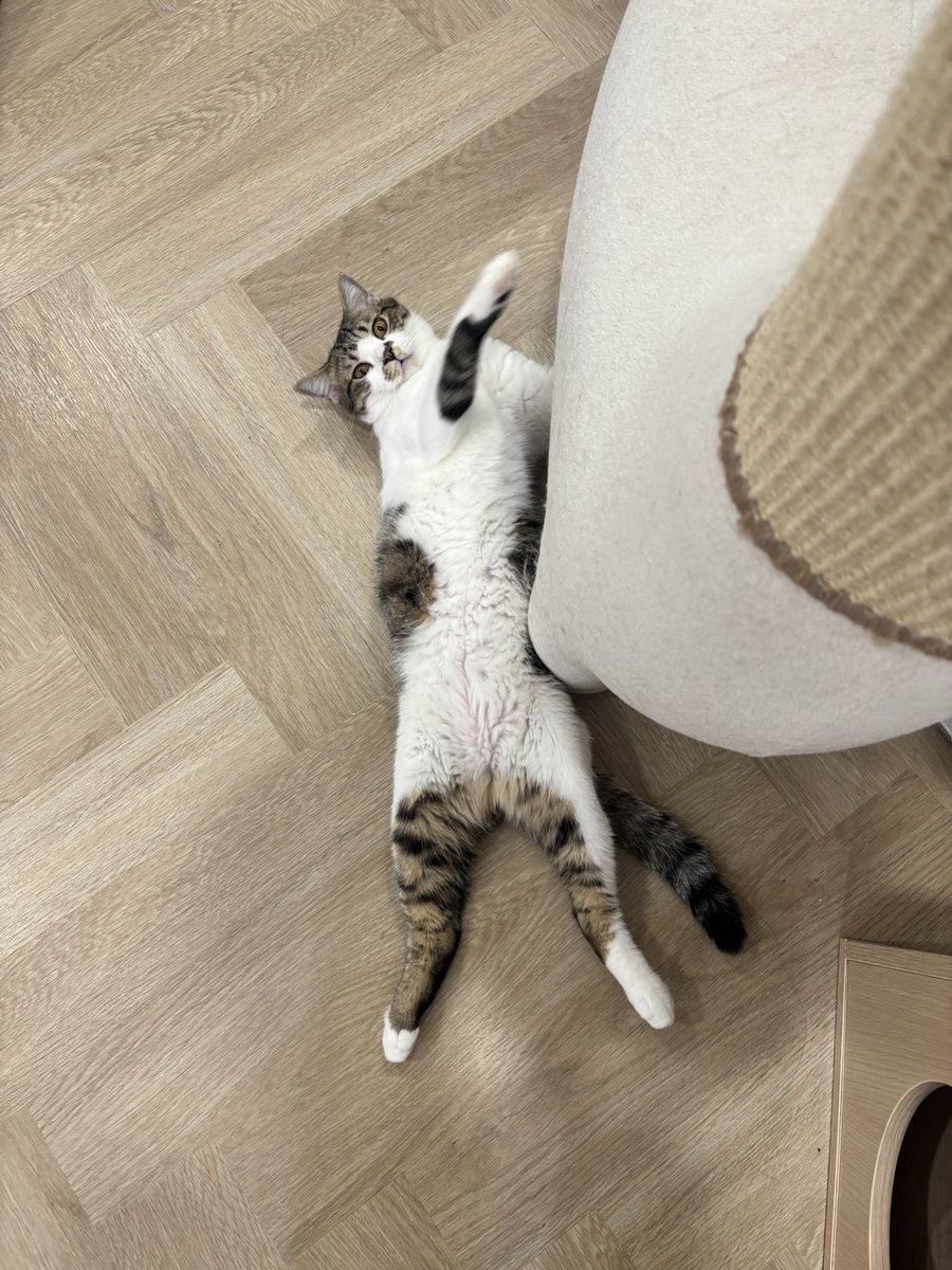 KeamPim's tweet image. โซจะถีบไดโนเสาร์ทำไมมมมมมม