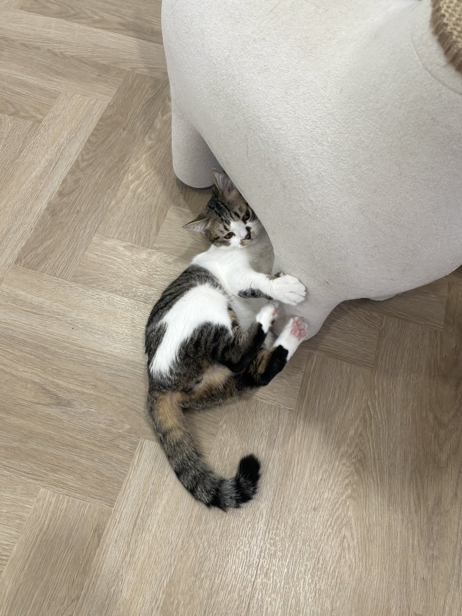 KeamPim's tweet image. โซจะถีบไดโนเสาร์ทำไมมมมมมม