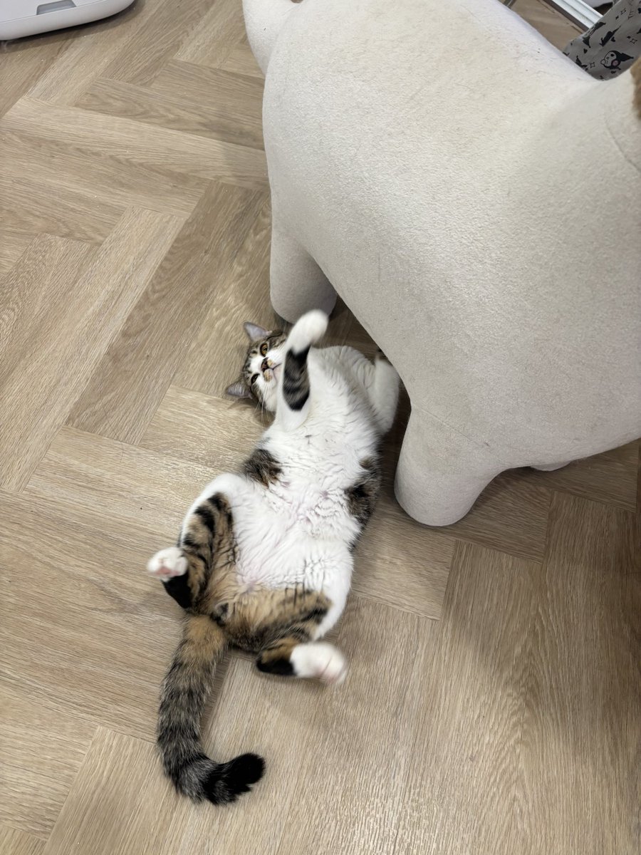 KeamPim's tweet image. โซจะถีบไดโนเสาร์ทำไมมมมมมม