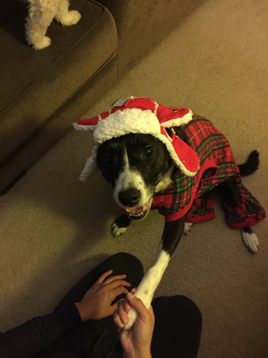 79plus1's tweet photo. @ShillinChi Pancakes, best dog ever. https://t.co/az2KdmcbFp