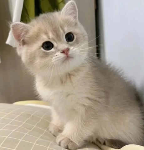 dlrb55's tweet photo. 😺本喵坐枕頭上眨大眼✨，軟綿綿等罐罐等摸摸～快來揉我蓬蓬毛啦🥰💖 https://t.co/eBqNYeHq5P