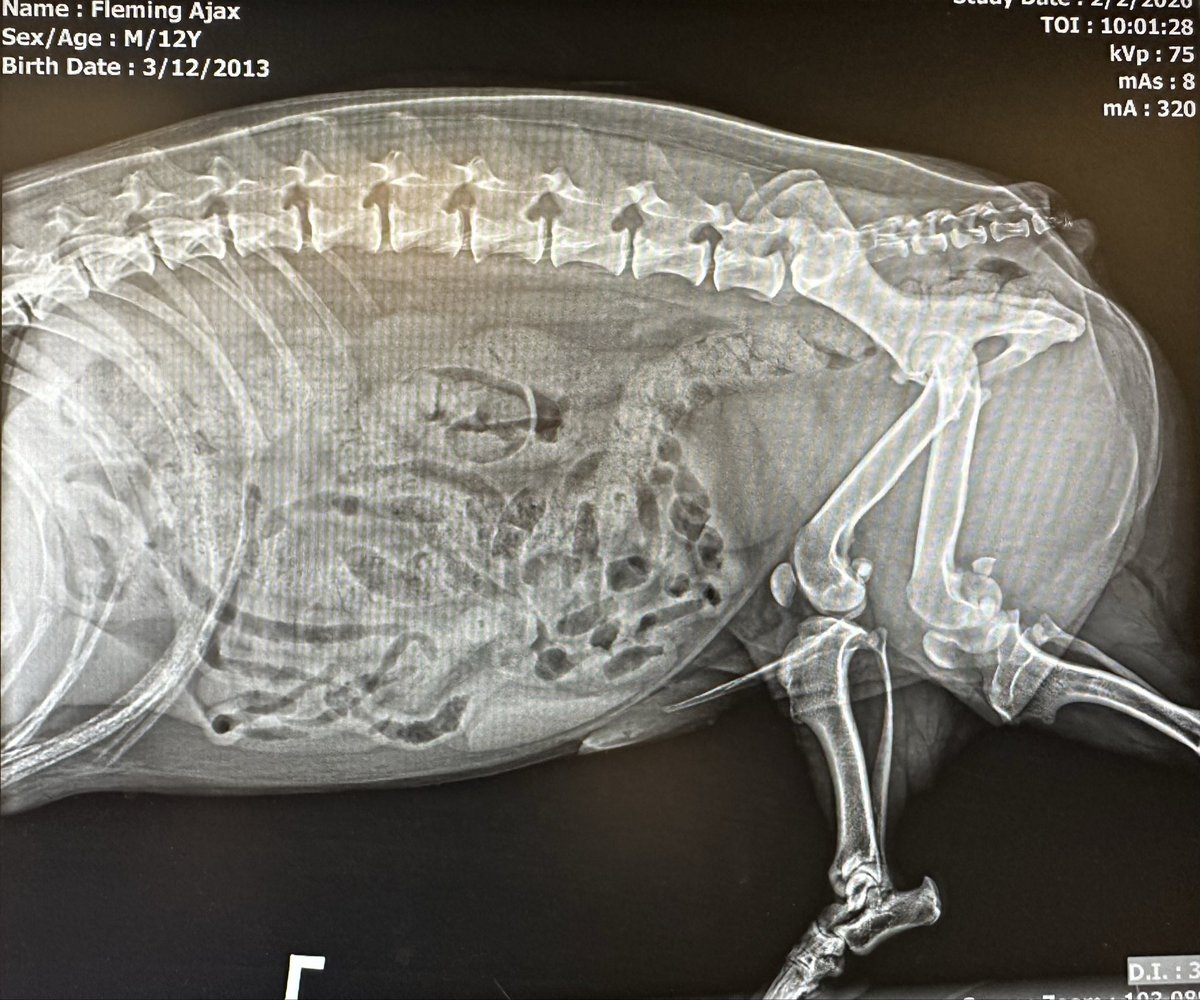 Jacob Fleming, MD tweet media