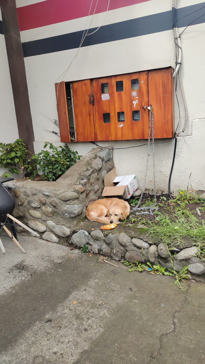 CGACuenca's tweet image. La #PatrullaCanina atendió una denuncia por maltrato en la Av. 10 de Agosto.

Zeus fue encontrado encadenado y a la intemperie; técnicos de la #UGA intervinieron y exigieron el cumplimiento de la ordenanza, garantizando un espacio adecuado para la mascota.

Denuncia 📞0987113945