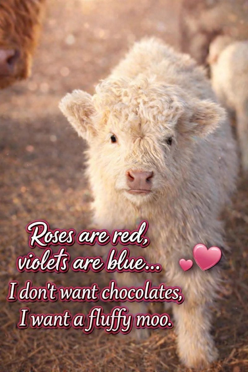 Gretta da Saskatchenach 🏴󠁧󠁢󠁳󠁣󠁴󠁿🇨🇦🍄 tweet media