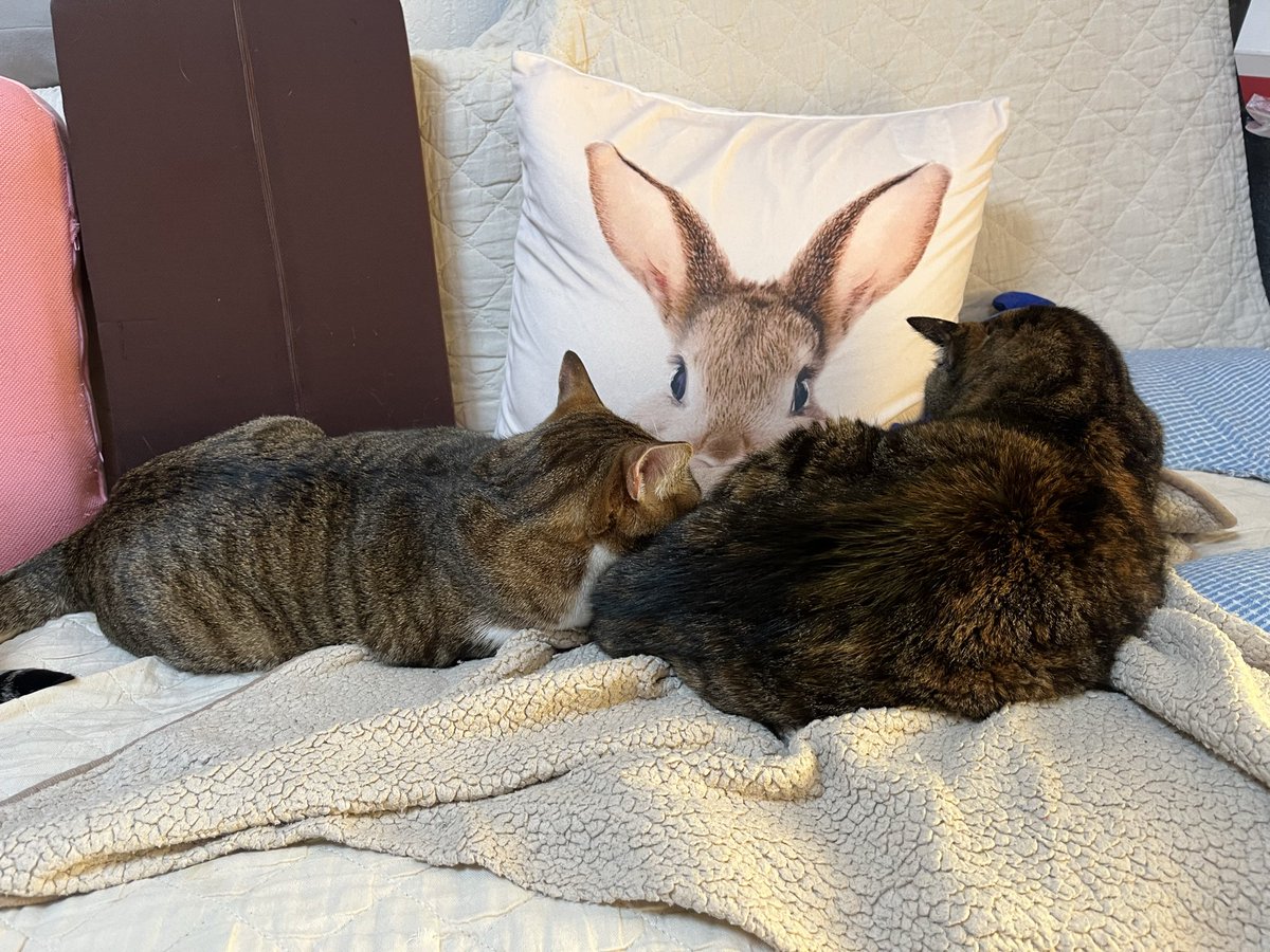 tm1_w4's tweet photo. ミントがマリに甘えたい日？！
姿勢が変わってもミントがマリにもたれかかっている😊 https://t.co/6QgDixb9tk