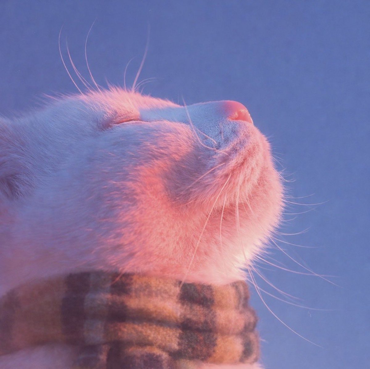 Micro (@microchondriac) / Posts / X