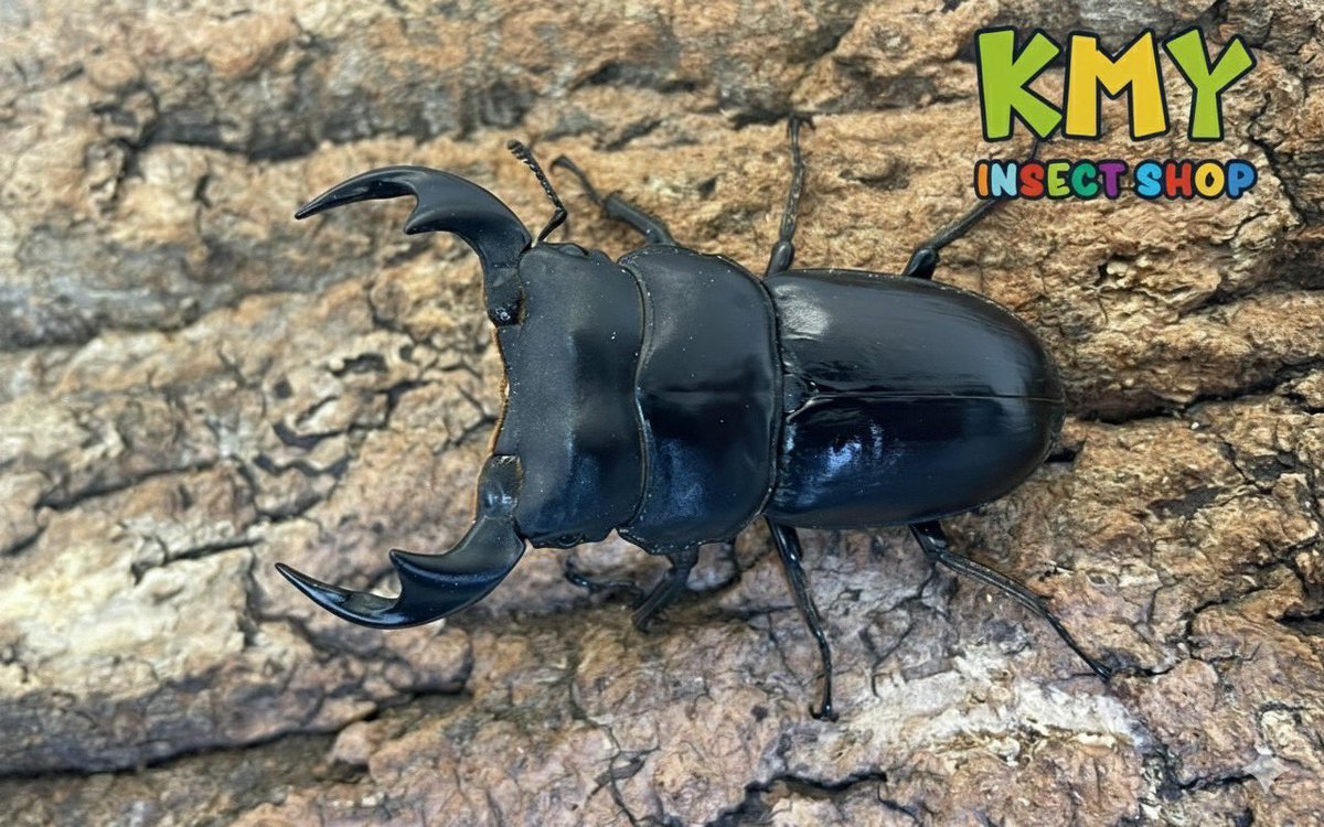 🌟新着情報🌟
マレーアンタエウスオオクワガタ　ペア
入荷しました！

本日12:00〜20:00まで
営業致します🈺
⏬ネットからもご購入頂けます⏬
insect-kmy.jp