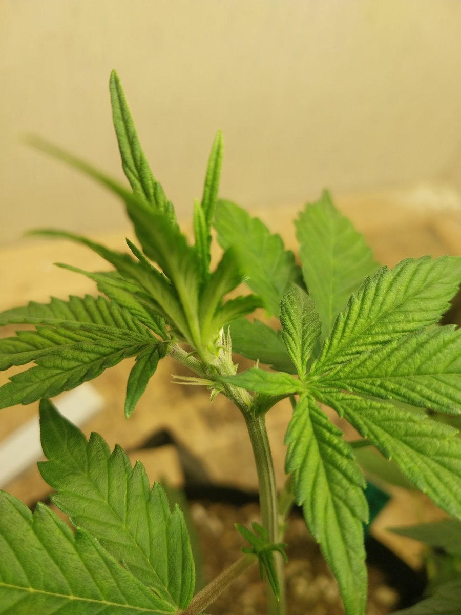 Fish Grows Weed tweet media