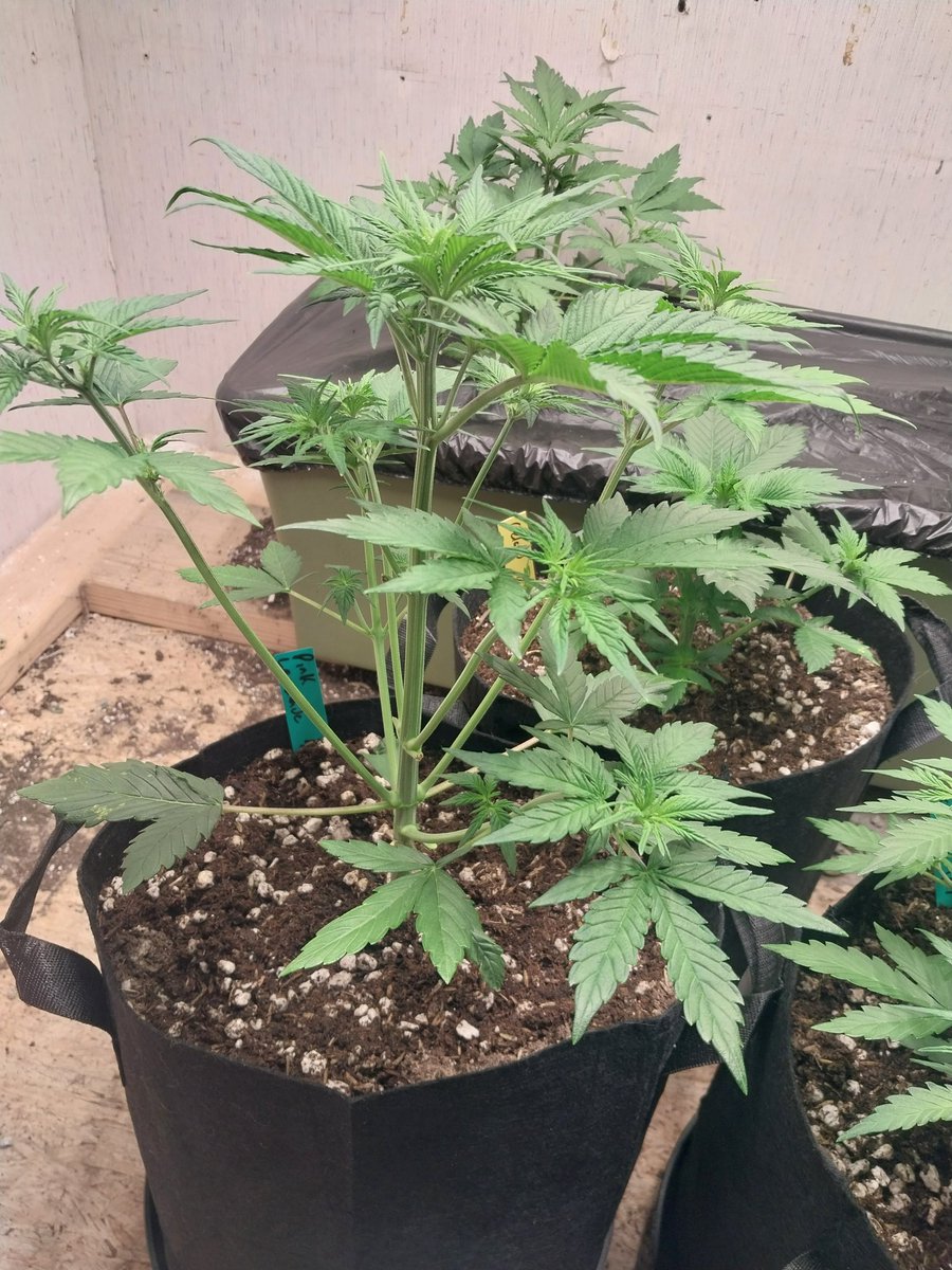 Fish Grows Weed tweet media