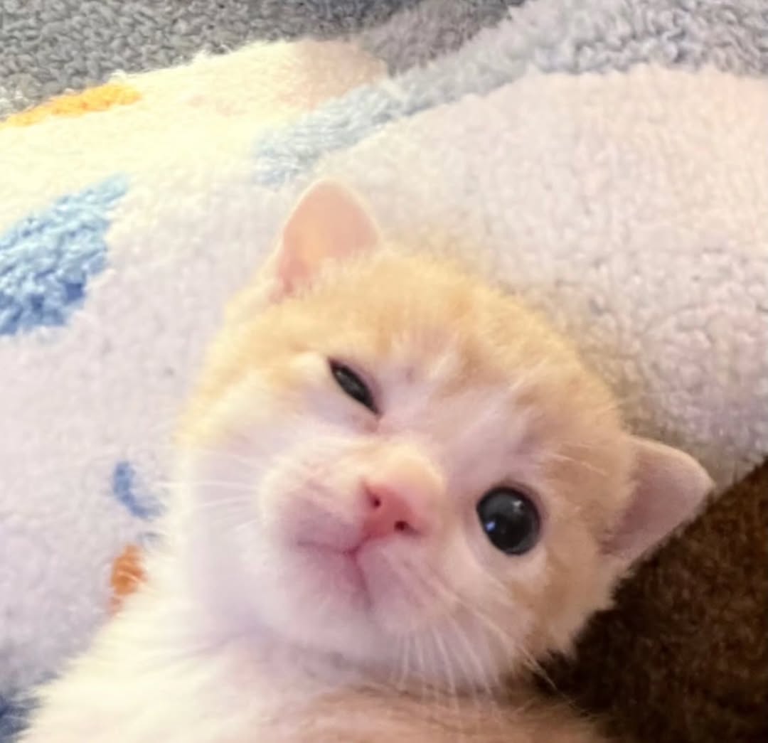 The Pets 𝕏 tweet media