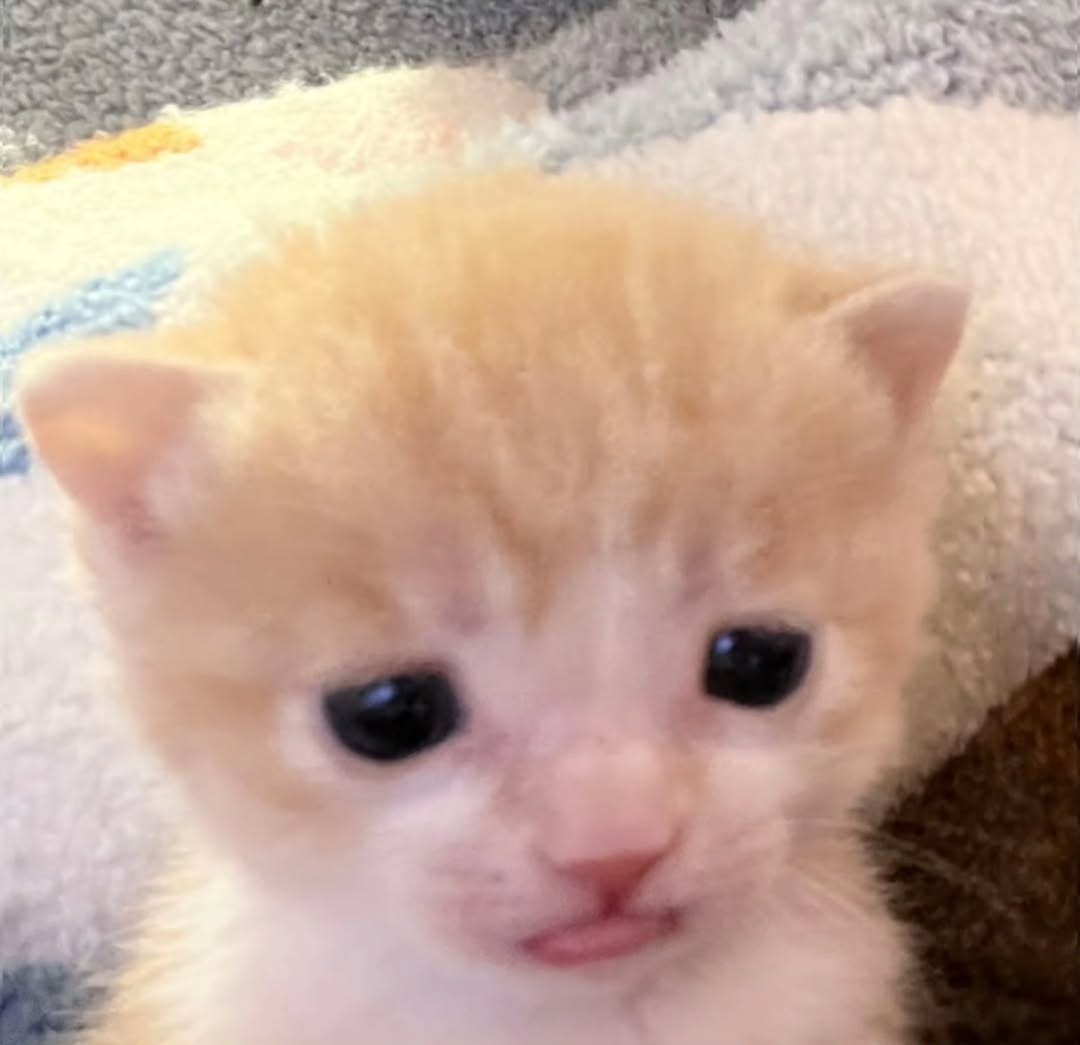 The Pets 𝕏 tweet media