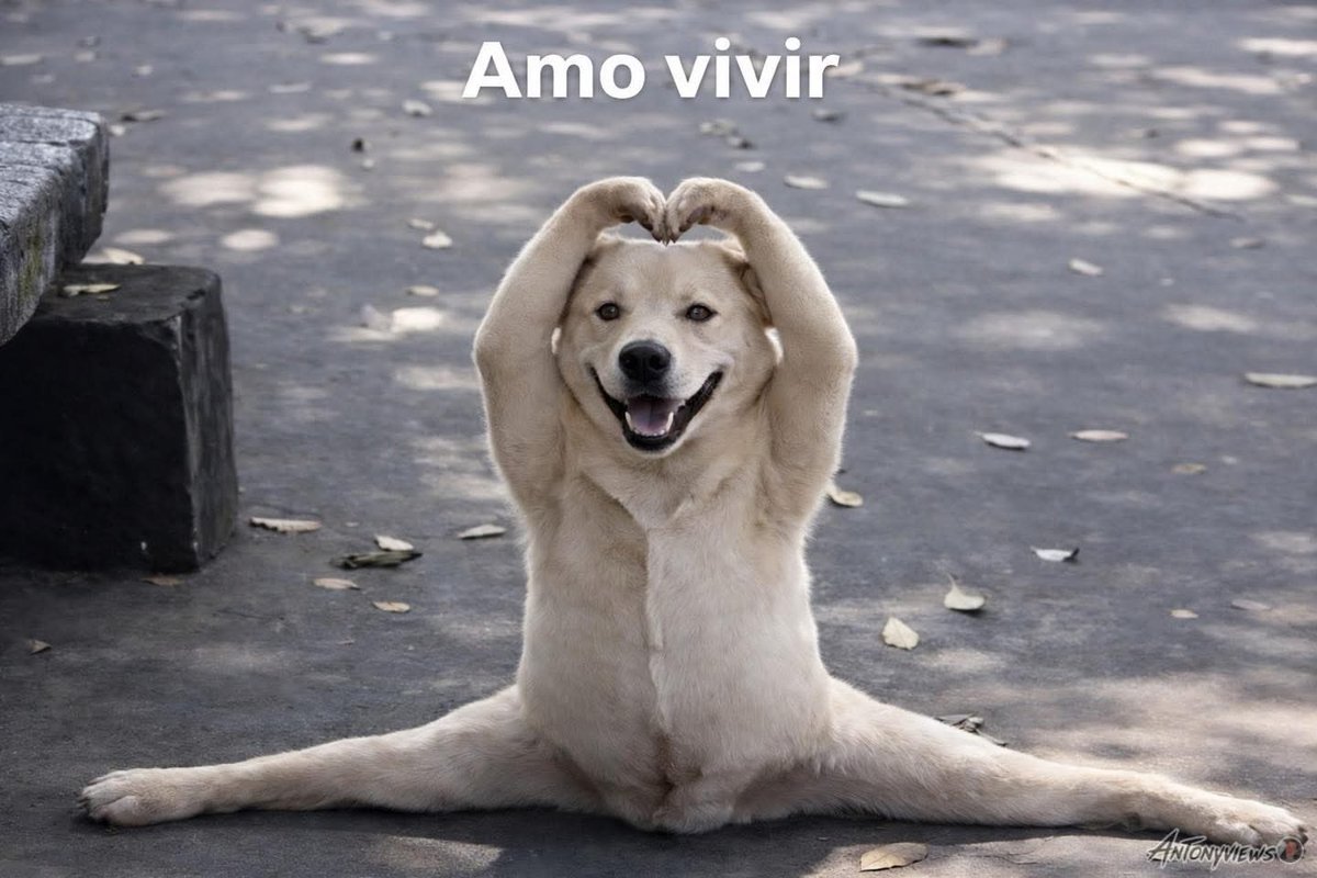 DiloConPerritos's tweet photo. Yo después de colapsar mentalmente: https://t.co/tHzkdil44B