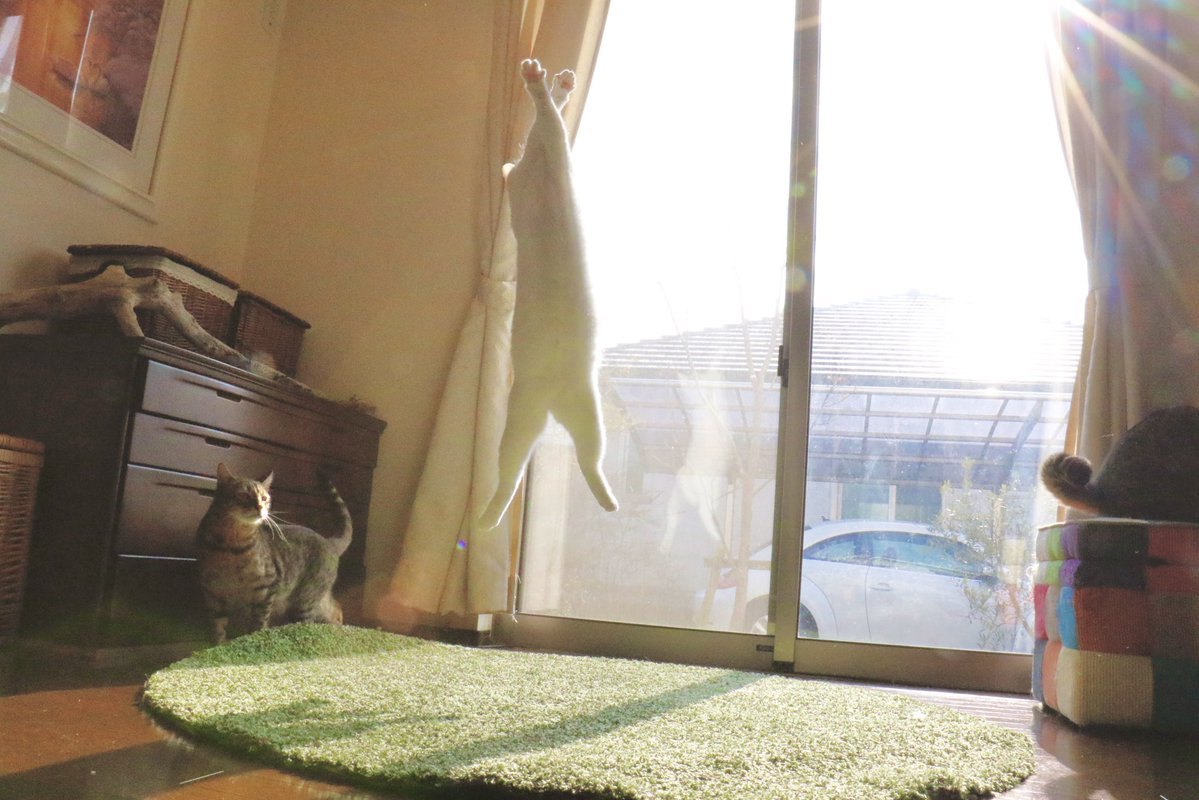 ccchisa76's tweet image. いいね押すと
ロケットが飛ぶらしい🚀
押してみて‼️

写真は飛んでるミルコですw

#ApexLegends