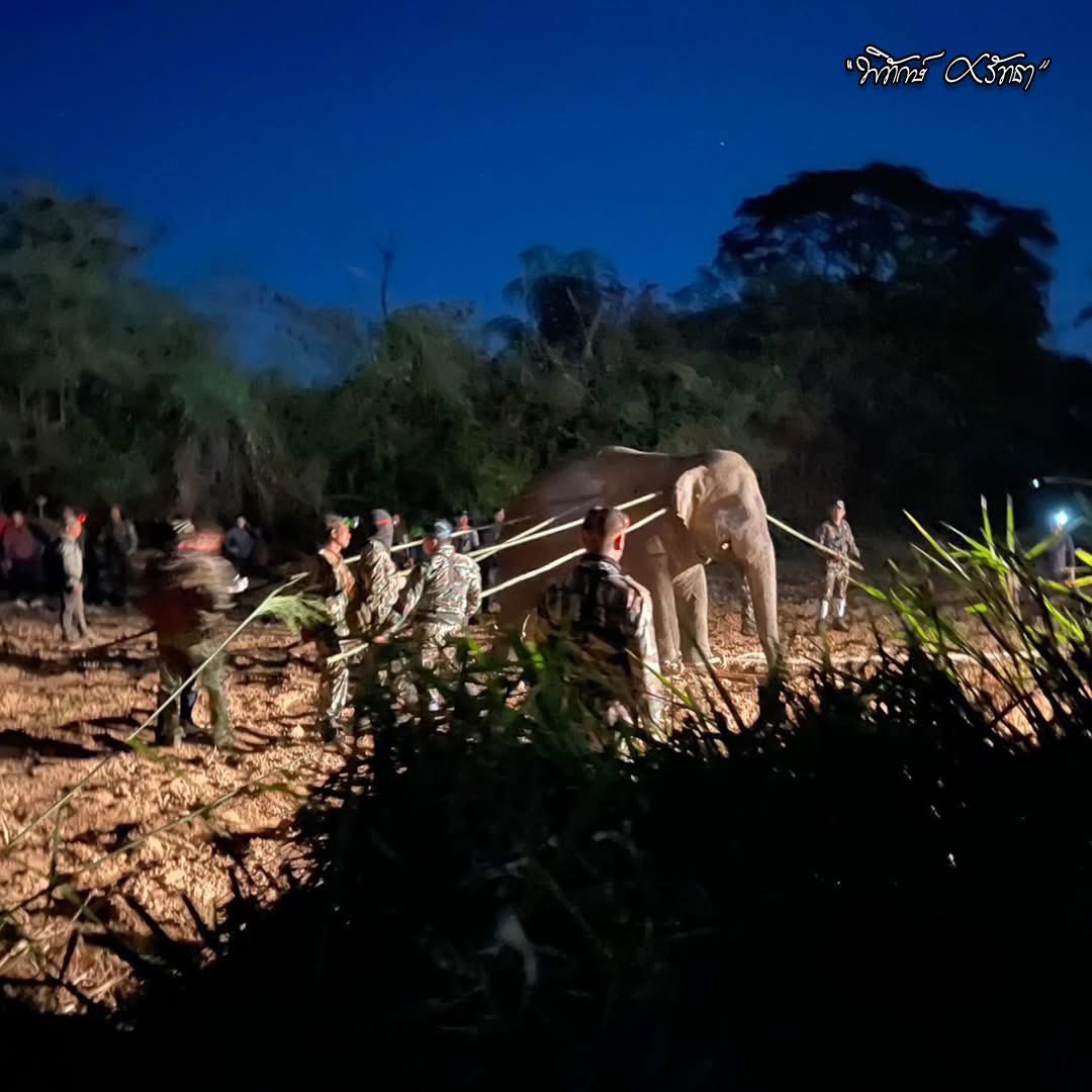 arisa2397's tweet image. หูพับ อายุ 10ขวบ ไม่รู้หรอกว่าตัวเองจะตาย การอดอาหารก่อนยิงยายังไม่มี คำสั่งศาลปกครอง ช้างเลยต้องตาย และน่าจะไม่ใช่ตัวสุดท้าย ยังมีอีกหลายตัวรอย้ายออกจากบ้านของพวกเขาไปขังคอก ช้างพูดไม่ได้ แต่มนุษย์พูดแทนพวกเขาได้ ได้โปรด ใครเห็นเรื่องนี้ช่วยกันส่งเสียงหน่อย #สีดอหูพับ #ช้างป่า