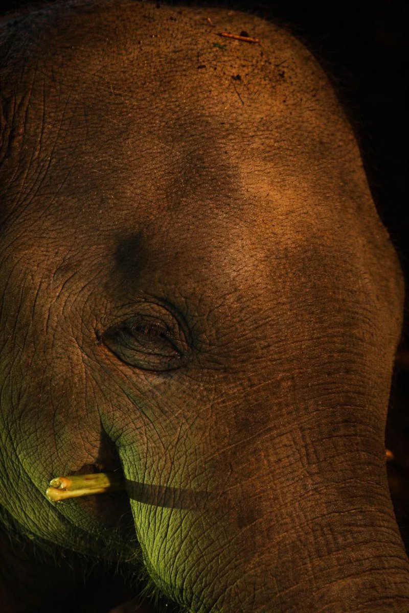 arisa2397's tweet image. หูพับ อายุ 10ขวบ ไม่รู้หรอกว่าตัวเองจะตาย การอดอาหารก่อนยิงยายังไม่มี คำสั่งศาลปกครอง ช้างเลยต้องตาย และน่าจะไม่ใช่ตัวสุดท้าย ยังมีอีกหลายตัวรอย้ายออกจากบ้านของพวกเขาไปขังคอก ช้างพูดไม่ได้ แต่มนุษย์พูดแทนพวกเขาได้ ได้โปรด ใครเห็นเรื่องนี้ช่วยกันส่งเสียงหน่อย #สีดอหูพับ #ช้างป่า