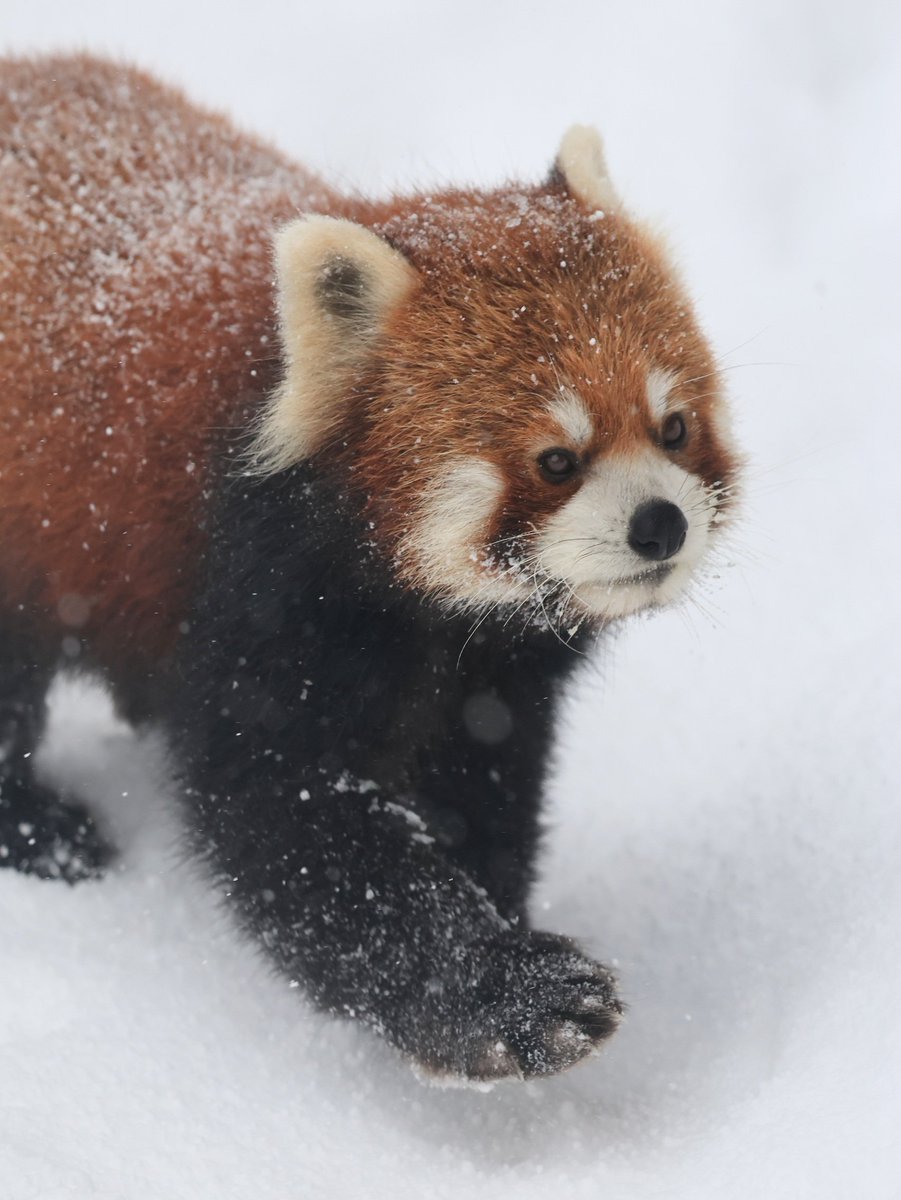 暴風雪中の、ひなた君と、雪がパラパラと静かに舞っている時のひなた君。同じレッサーパンダ？？って言いたくなるほど、変身していました(笑)　#レッサーパンダ　#癒やし　＃めんこい ＃ひなた ＃大森山動物園　＃雪パンダ　＃雪　＃redpanda ＃動物写真　＃秋田