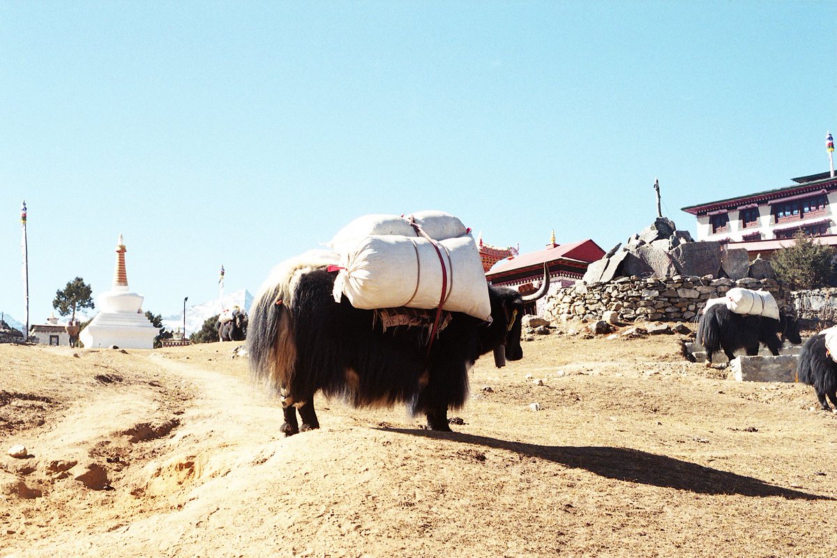 会期はまもなく残り1週間です。会場で展示している作品の一部を追加で公開します。

鈴木 渉 作品展
Everest Eats
会期：2026年1月30日(金)～2月12日(木)

[在廊情報]

鈴木 渉さんの今後の在廊予定をお知らせします。

2/6(金) 11~13時 不在

上記以外は終日在廊される予定です。