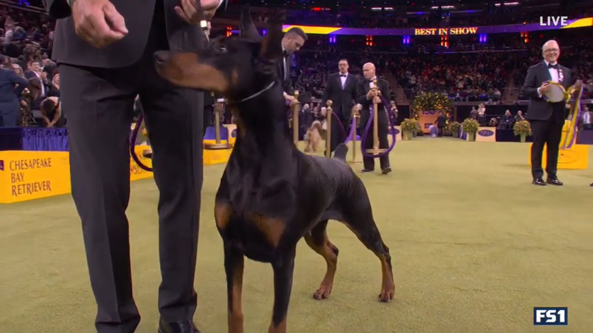 Penny the Doberman Pinscher has won the 150th  #WestminsterDogShow