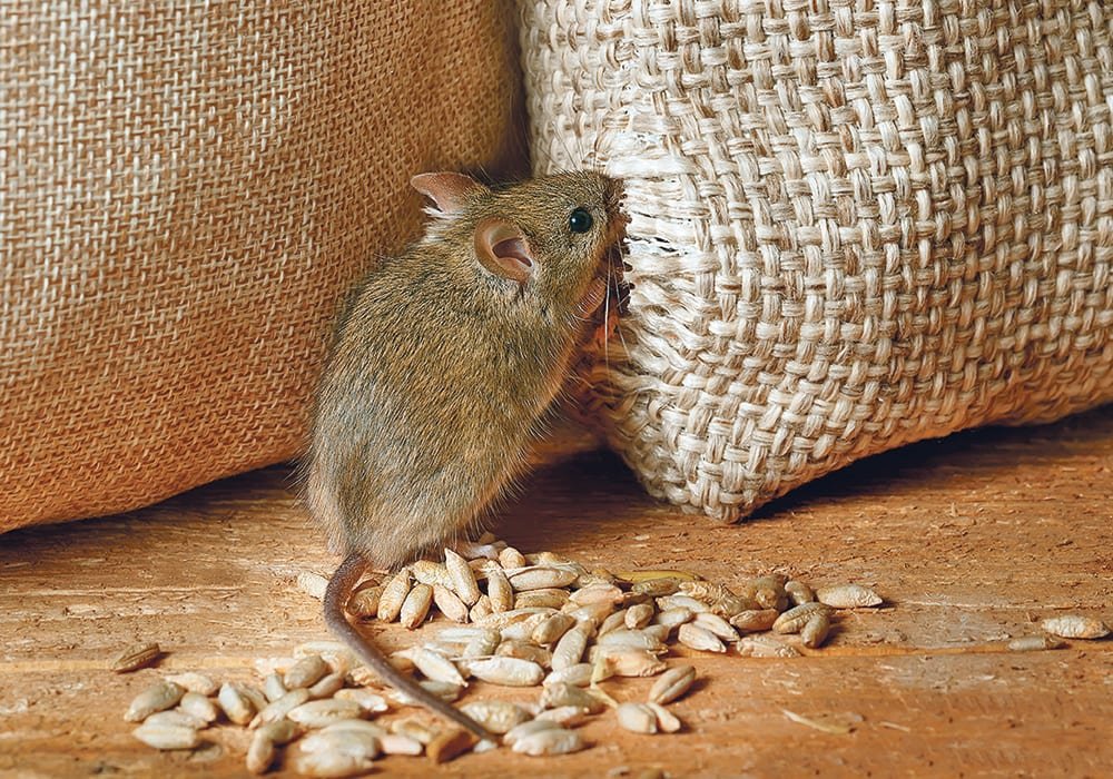 Question Level :- Easy

2036) My Farm House was Infested ____________ mice 🐁 

A) for
B) with
C) into