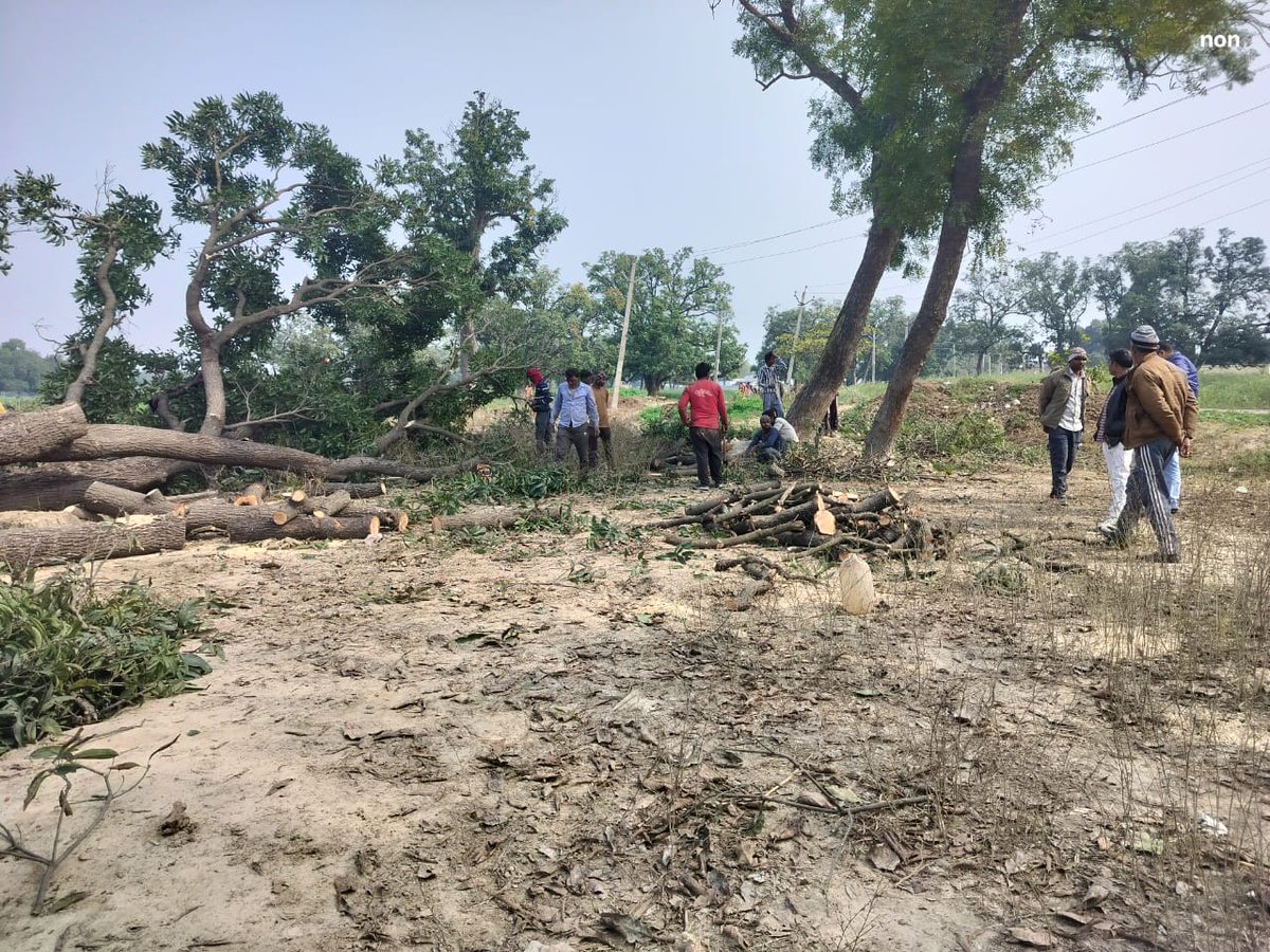 surajsingh_up's tweet photo. #उन्नाव वनविभाग की मिली भगत से लकड़ी माफिया काट रहे हरा भरा पेड़, अधिकारी अपने कार्यालय में काट रहे मौज बांगरमऊ के पलिया गांव में एक दर्जन काट दिए गए पेड़।

@myogiadityanath @myogioffice @upfcup @LucknowDivision @dmunnao https://t.co/gE9tsalt9g