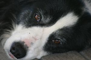 A Dog’s Life: Molly’s Symptoms.
Discover how homeopathy transformed Molly, a grieving mixed-breed dog plagued by severe mange, eczema, and a profound lack of confidence. After losing her beloved companion, she withdrew, became anxious and submissive, with scaly bare skin,