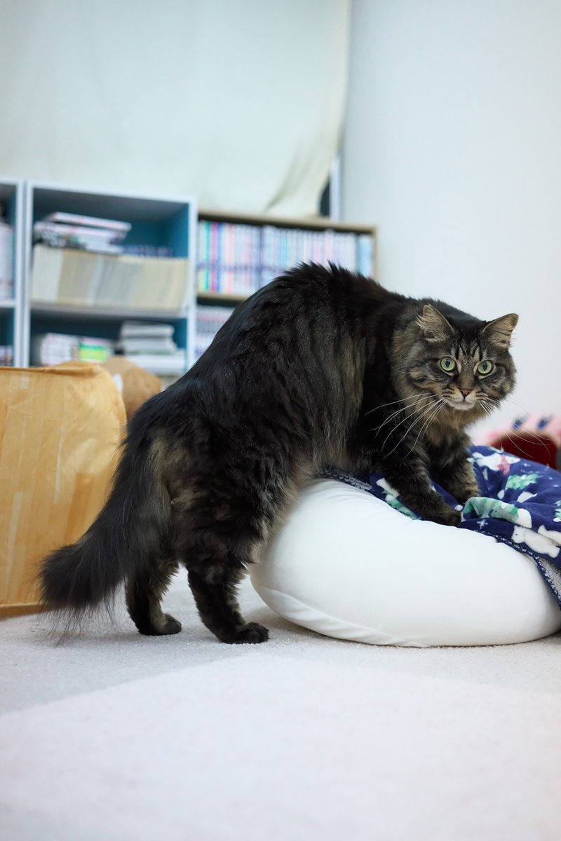 ノリノリオルくん

#ビビリなオル #保護ねこカフェおむすび