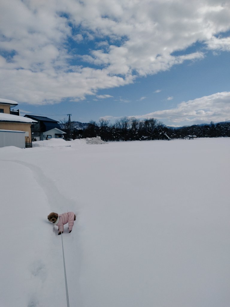 coco5566toi's tweet photo. 大空と大地のなかで
#トイプードル
#雪
#散歩 https://t.co/DuJsTuPua9