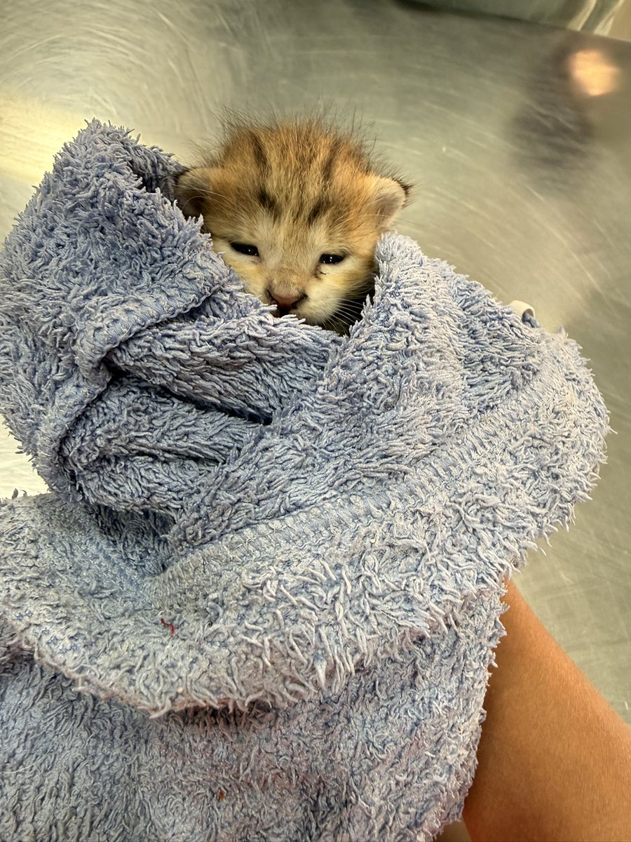 Star Wars: AnuHope tweet media