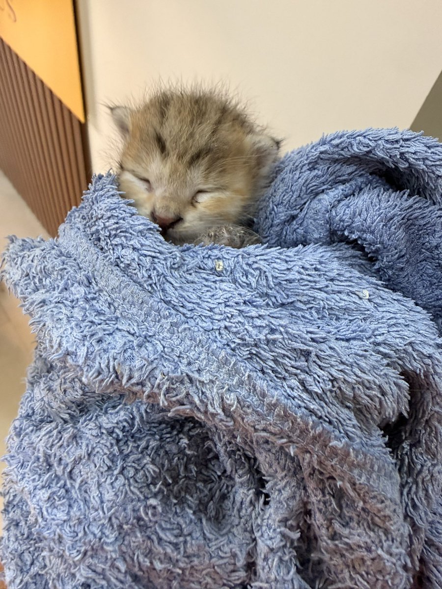 Star Wars: AnuHope tweet media