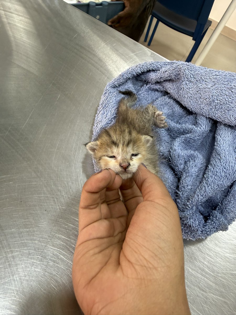 Star Wars: AnuHope tweet media