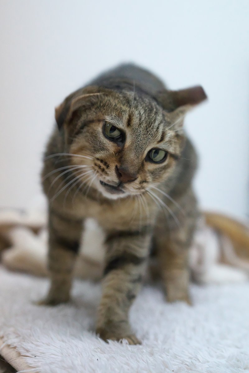 何気に寄り添ってくれる、たらこちゃん

#ハート泥棒たらこ #保護ねこカフェおむすび