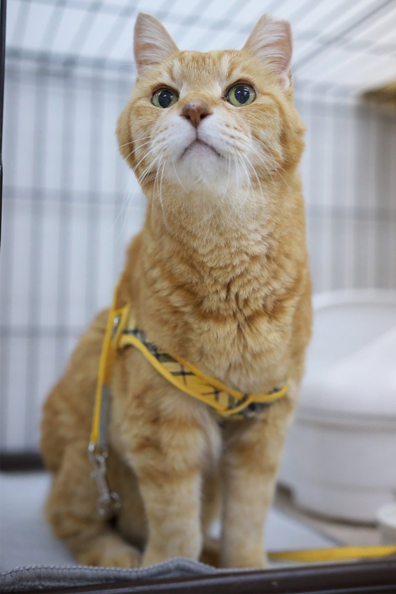 hideki_chi's tweet photo. 人まだか、な ころっけくん

#ころころころっけ #保護ねこカフェおむすび https://t.co/uYuS9YIBqV