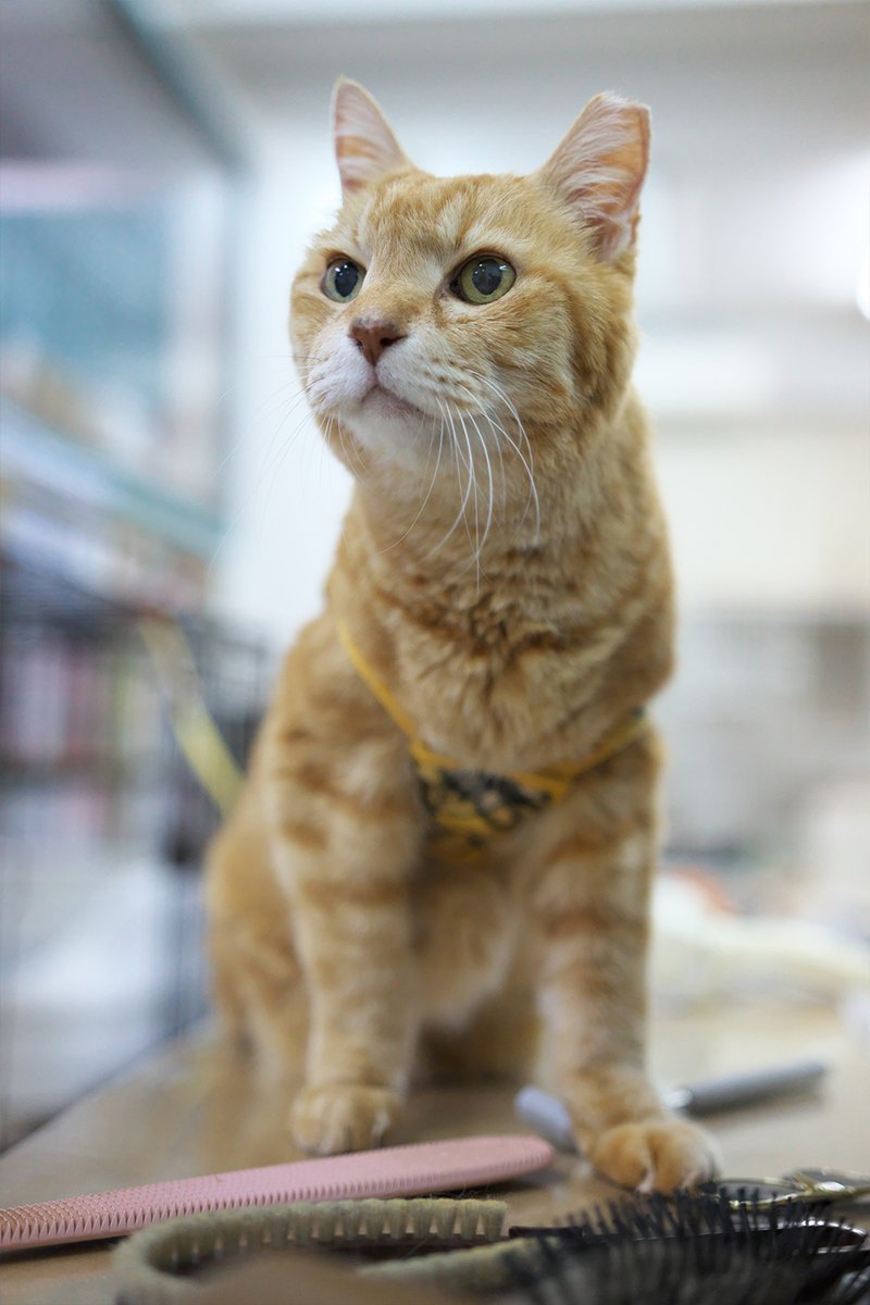 人まだか、な ころっけくん

#ころころころっけ #保護ねこカフェおむすび