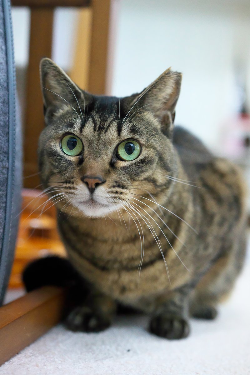 可愛い顔してるのは、たらこちゃんを見ているから…😅

な、こんぶちゃん

#ギュギュッとこんぶ #保護ねこカフェおむすび