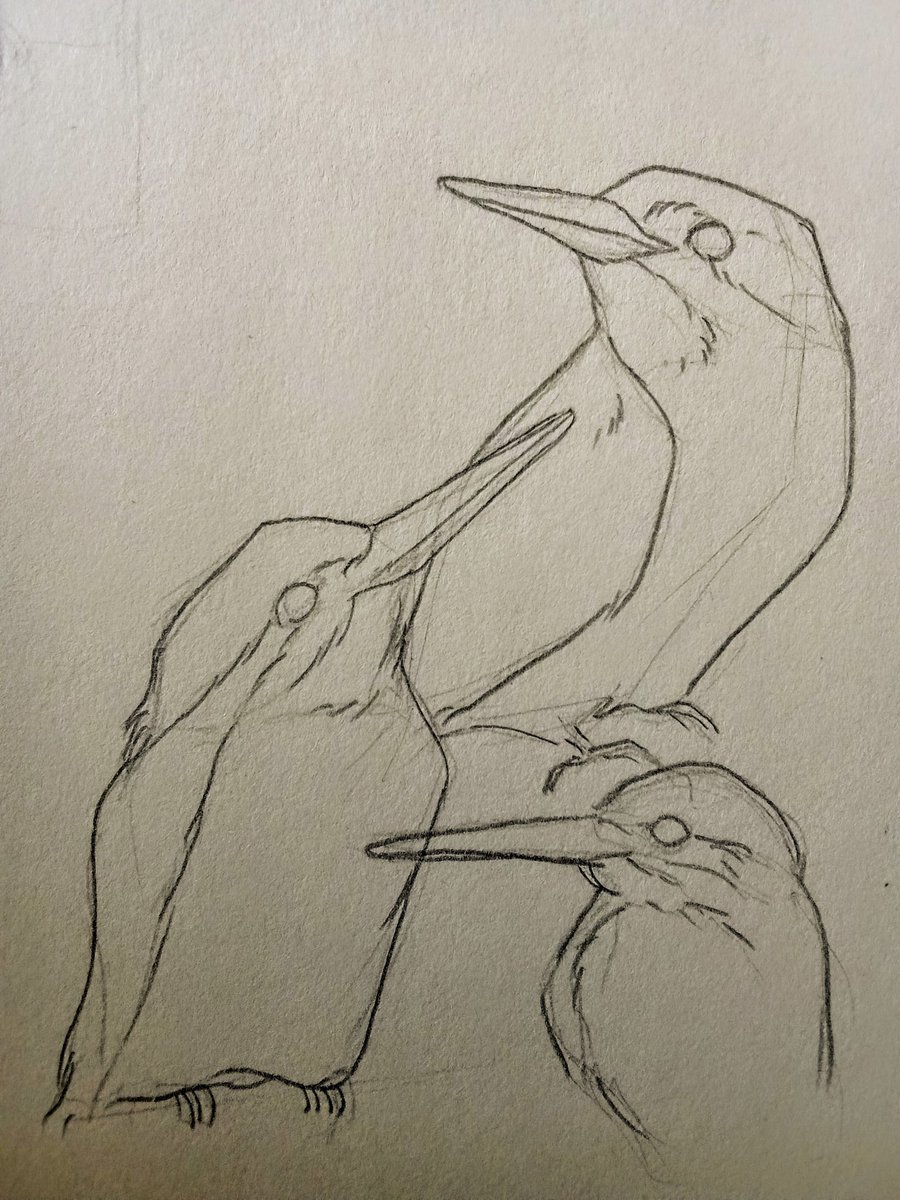 Kingfisher #sketches
warm up