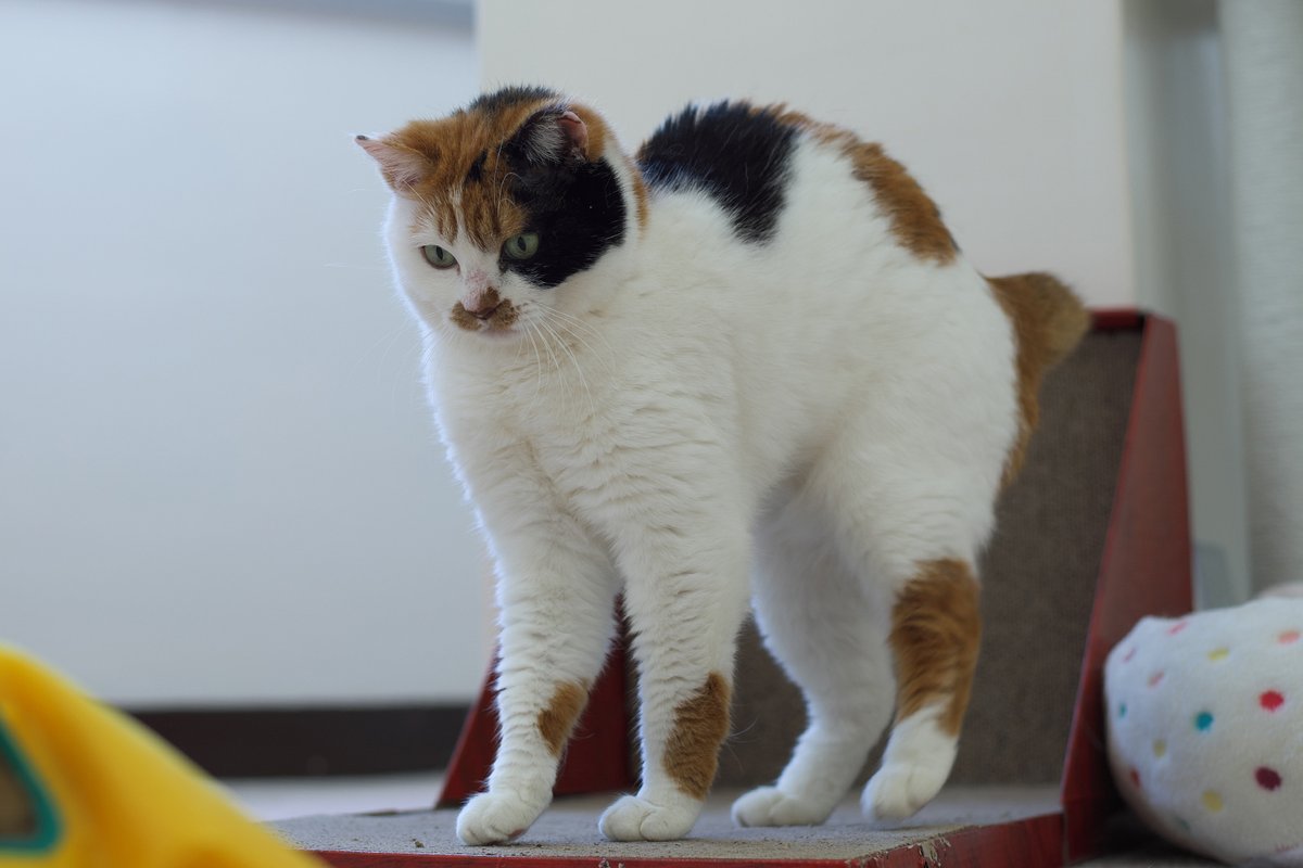 ボニャールほたて

ボニャールっぽいオルくん

結構前にボニャってた ふりちゃん

#ヴィーナスほたて #ビビリなオル #ツチノコふりかけ #保護ねこカフェおむすび