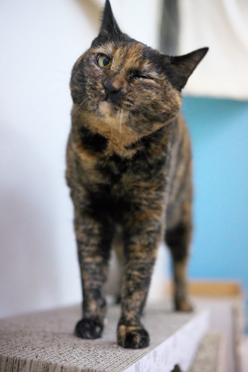 ベルちゃんウインク😘

#愛の音ベル #保護ねこカフェおむすび