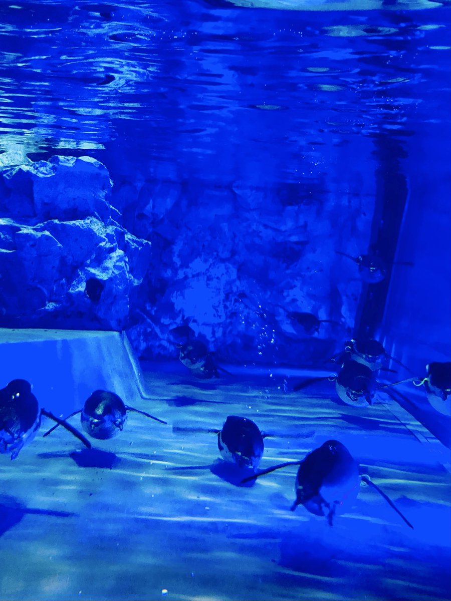Atamachan's tweet photo. 本日はすみだ水族館

#すみだ水族館 https://t.co/uVXHgT80VO